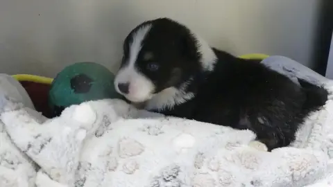 Berger Australien  Chiot N°2 Du Domaine Des Ecorces d8657