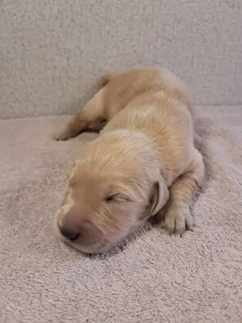 Golden Retriever  Baya Du Royaume D Helfy Du Royaume  8fafd photo 2
