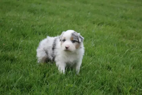 Berger Australien  Chiot N°1 Royal Fluffy