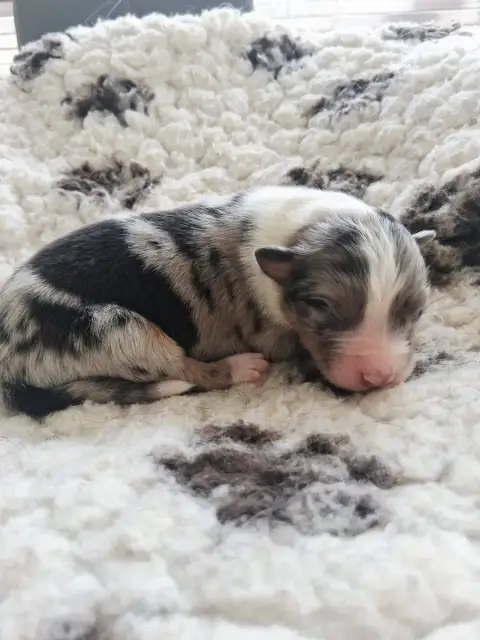 Berger Australien  Chiot 10 Des Regards Brulants