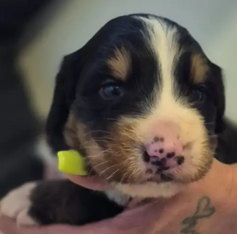 Bouvier Bernois  Chiot Jaune De La Lumière D'Eden
