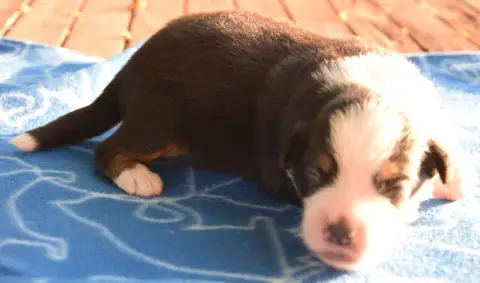 Berger Américain Miniature  Chiot N°2 photo 3