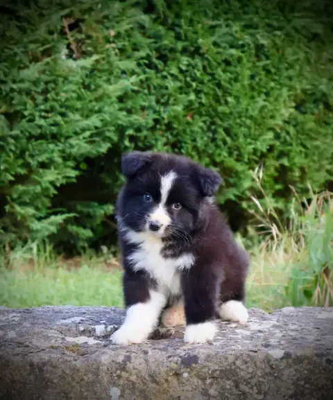 Berger Australien  Chiot N°2 Red Rock River photo 3