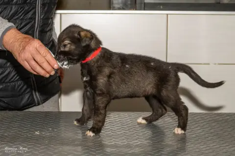 Levrier Irlandais  Chiot N°9 Du Mas De Canteperdrix 48c9c