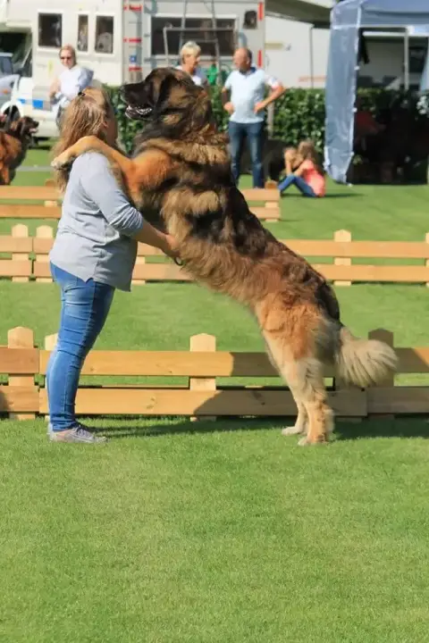 Leonberger  Collier Turquoise Du Bois Des Bons Pères b8fd4