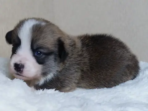 Welsh Corgi Pembroke  Monsieur Biscuit Du Domaine De  1e21e photo 3