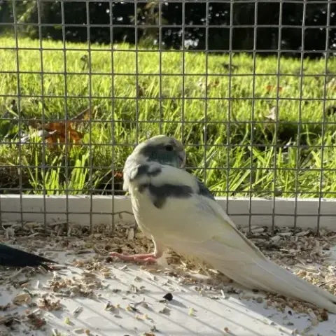 Perruches Kakariki Bleu