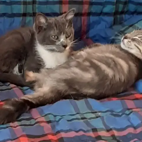 Chatons Européens À Adopter