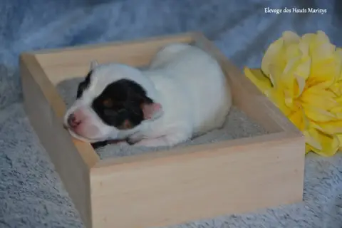 Jack Russell Terrier photo 2