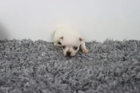 Chihuahua  Poil Court Blanc De La Grande Equinoxe photo 2