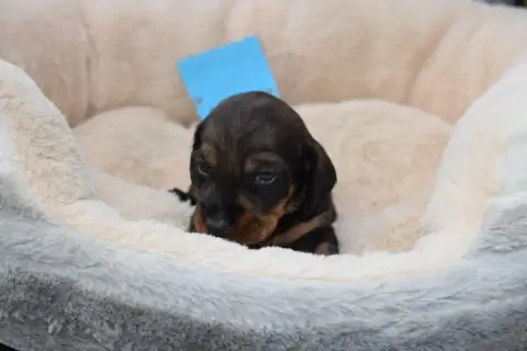 Teckel Poil Dur  Chiot N°2 Du Domaine Du Brame photo 2