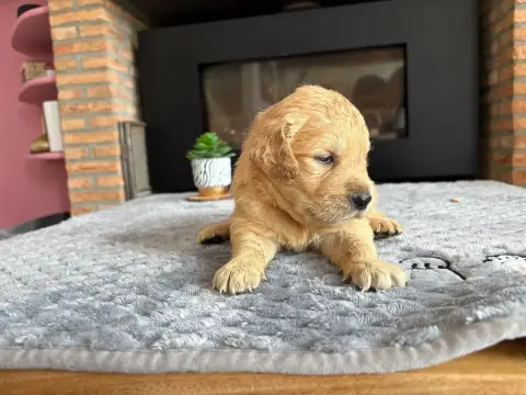 Golden Retriever  Chiot N°7 photo 2