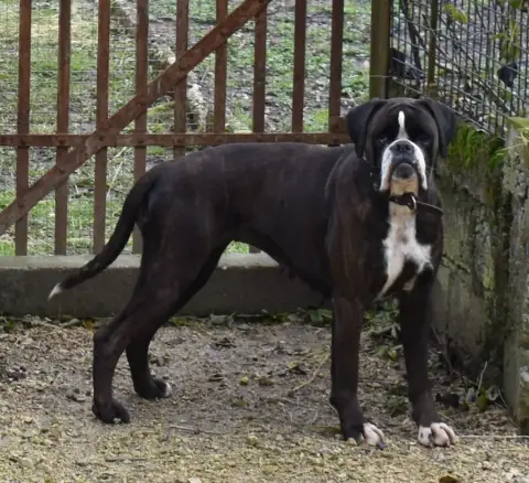 Boxer  Aymy Des Gardiens De Chami photo 3