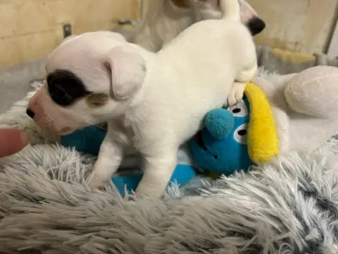 Jack Russell Terrier  Chiot N°7 Du Domaine Des Pattes 2eb72