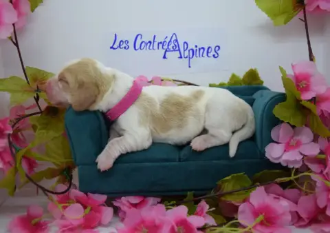 Basset Hound  Bonbon Des Contrées Alpines