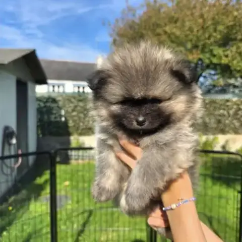 Spitz Nain Pomeranian