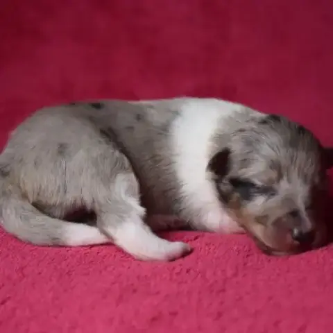 Chiots Berger Des Shetland Lof