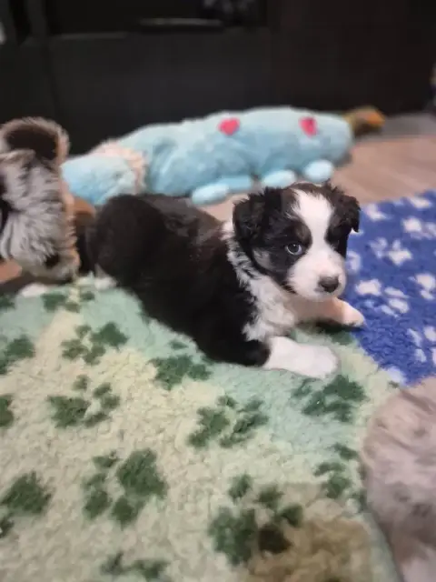 Berger Australien  Chiot N°2