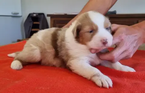Berger Australien  Chiot N°1 Des Hirondelles Du Voyag 257a5