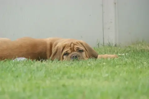 Dogue De Bordeaux photo 3
