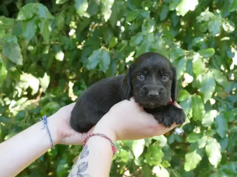 Cocker Spaniel Anglais