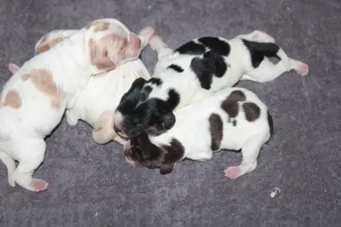 Epagneul Breton  Chiot N°2 De La Vallée De La Py