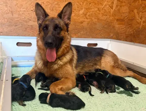 Berger Allemand  Chiot 4 Du Vent De Traverse
