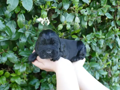Cocker Spaniel Anglais  Chiot N°1 photo 2