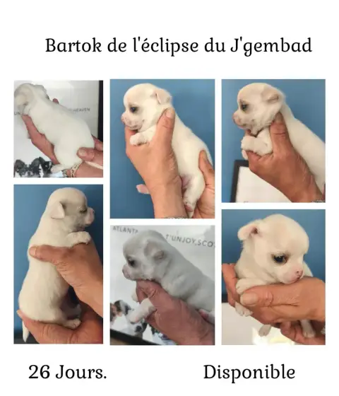 Chihuahua  Bartok De L'Eclipse Du J'Gembad