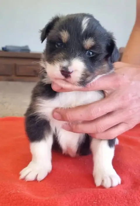 Berger Australien  Chiot N°4 Des Hirondelles Du Voyag 8d815 photo 3
