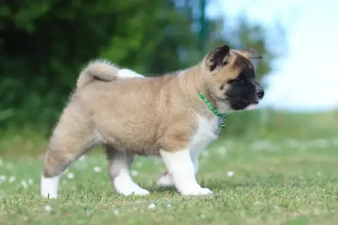 Akita Americain  Be My Valentine Des Gardiens De La C 52b03 photo 2