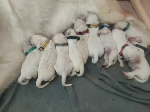 Golden Retriever 
                        Chiot 7 De  53b45