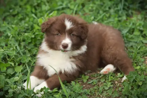 Border Collie  Baby Chocolate Slice Of Heaven