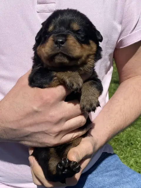 Rottweiler  Collier Rose De La Tour Gelee