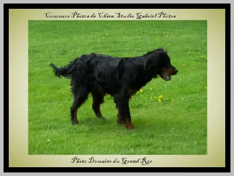 Setter Gordon  Chiot N°2 Du Domaine Du Grand Roc photo 3