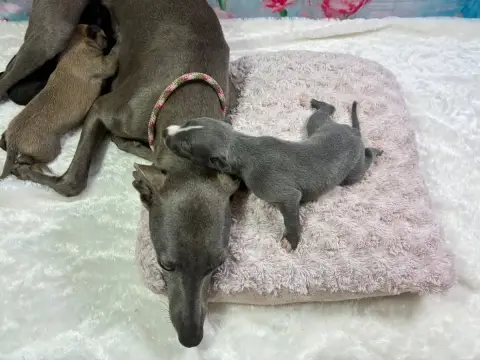 Whippet photo 3