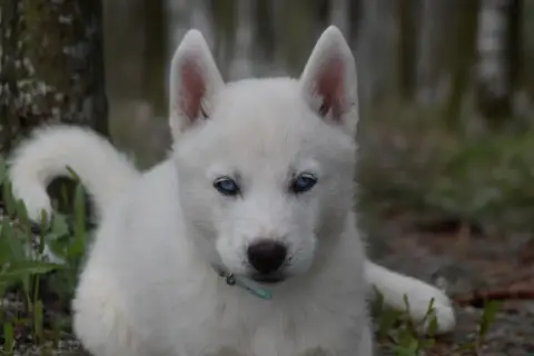Siberian Husky  Boreas Orion Siberian Southeast photo 3