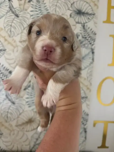 Berger Américain Miniature  Chiot 1