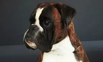 Boxer  Bellina De La Croix De Cazeneuve photo 2