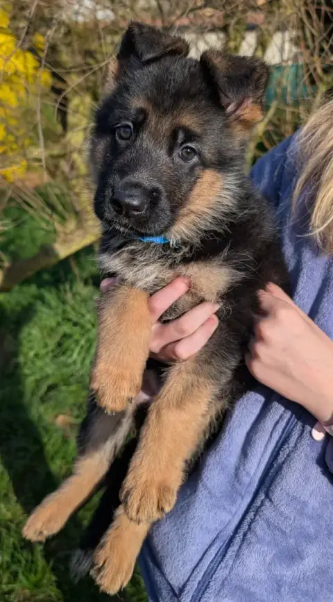 Berger Allemand  Bailey De La Légende Hellolinsay