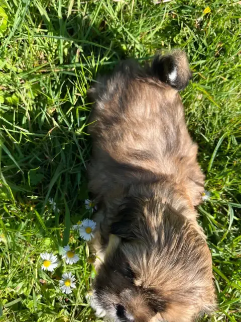 Lhassa Apso  Chiot N°2 De Jerrie Black photo 3