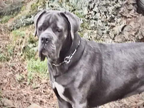 Cane Corso  Collier Bleu Des Gardiens Des Sept Collin 4f21b photo 3