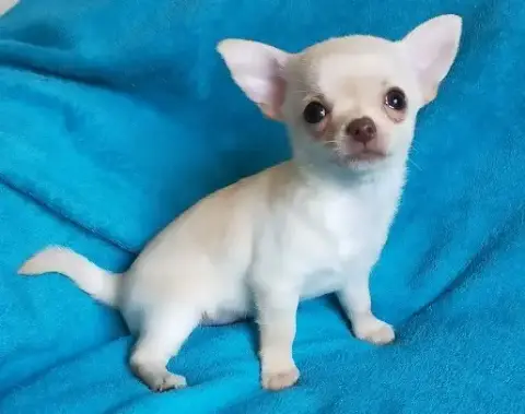 Chihuahua  Basilio De Quentin De La Tour photo 2