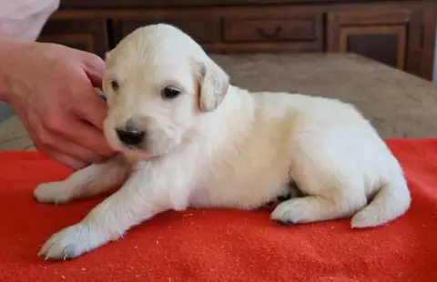 Golden Retriever  Chiot N°6 Des Hirondelles Du Voyage fe438