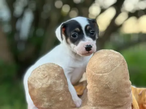 Jack Russell Terrier  Berny Du Domaine Des Pattes Dor 48a5b