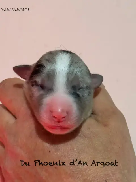 Berger Australien  Chiot 4 Du Phoenix D'An Argoat