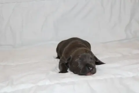 American Staffordshire Terrier  Bingo Psycho Extreme  b2e2a