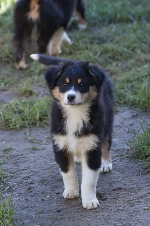 Berger Américain Miniature  Chiot 1 Des Landettes De  bd33f photo 3