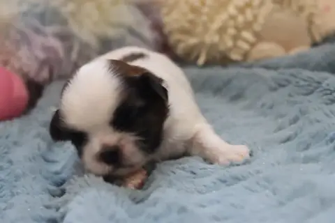 Shih Tzu  Banby De La Ferme Des Mottes photo 3