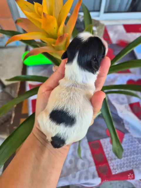 Shih Tzu  Chiot N°3 De La Plaine Du Jaelma photo 2